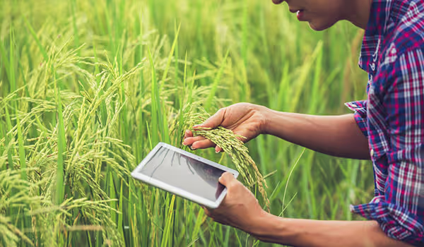 Crop Insurance