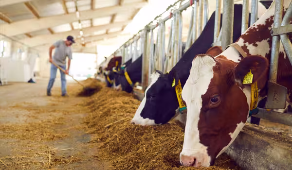 Livestock Insurance