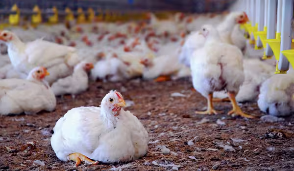 Poultry Insurance