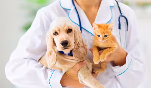 Pet Insurance